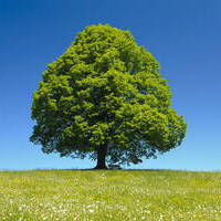 Agathe's Avatar