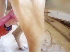 Animals to fuck hard