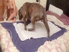 My dog fuck my wife