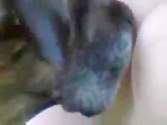 dogsex con orgasmo