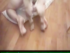 Atada para el perro
