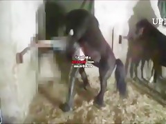 chica disfrazada de perra