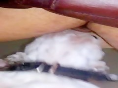 Cat lick my pussy