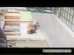 Public Dog Sex of walk