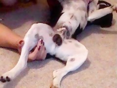 Tetona y perro pequeño 2