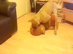 Dog and duck