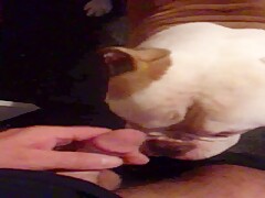 Dog licks