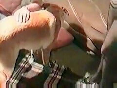 De4 para o Animal
